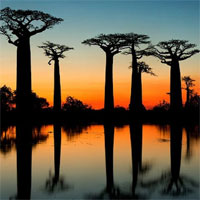 Khám phá đại lộ nổi tiếng với loài cây khổng lồ có thể sống tới 3000 tuổi