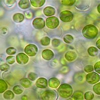 Khám phá giải pháp thanh lọc không khí trong nhà bằng… vi tảo