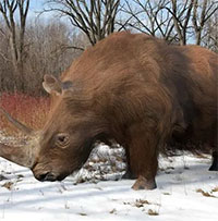 Khám phá loài tê giác cổ đại nặng tới gần 3 tấn với chiếc sừng dài tới 1,5 mét