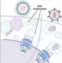 Khám phá ra cách một loại protein chống lại HIV và Herpes