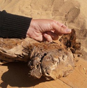 Khảo cổ xác ướp chó thời Ai Cập cổ đại