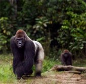 Khỉ đột có thể chủ động sử dụng mùi cơ thể để giao tiếp