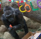 Khỉ đột già nhất thế giới mừng sinh nhật thứ 56