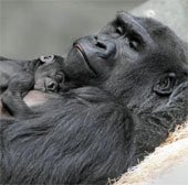 Khỉ đột mới sinh quấn quýt bên mẹ