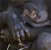 Khỉ đột sơ sinh trong vòng tay mẹ