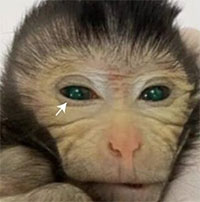 Khỉ mắt xanh, ngón tay phát sáng chào đời ở Trung Quốc
