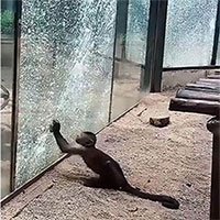 Khỉ thông minh mài sắc đá đập vỡ cửa sổ vườn thú khiến du khách kinh ngạc