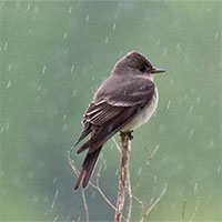 Khi trời mưa, những con chim sẽ trú ẩn ở đâu?