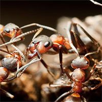 Khó tin nhưng có thật: Loài kiến chuyên “bắt cóc trẻ em” để sinh tồn