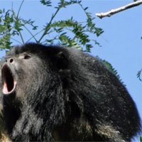 Khoa học chứng minh: Tiếng rú của khỉ càng to, tinh hoàn của nó càng nhỏ