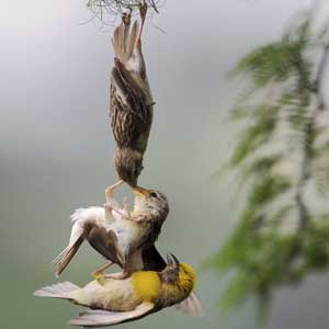 Khoảnh khắc 3 loài chim treo ngược đầu hỗn chiến
