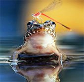 Khoảnh khắc chuồn chuồn “trêu ngươi” ếch