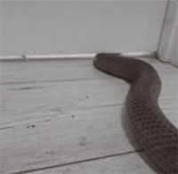 Khoảnh khắc gây sốc, loài rắn độc thứ hai thế giới tự làm phẳng mình để lẻn vào nhà