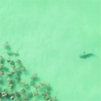 Khoảnh khắc ngoạn mục: Cá mập đuổi theo hàng trăm con cá đuối gai độc
