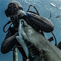 Khoảnh khắc thót tim: Cá mập san hô ngoạm tay thợ lặn