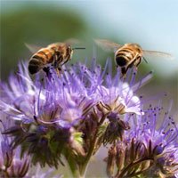 Không chỉ con người, loài ong cũng bị stress vì công việc