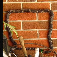 Không có chi, rắn vẫn làm nhiều người bất ngờ với khả năng độc đáo của mình: Trèo tường!