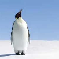 Không phải tìm đâu xa, chim cánh cụt có lẽ chính là sinh vật hành tinh khác đến Trái dất?