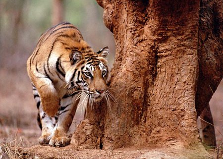 Khu bảo tồn hổ lớn nhất thế giới