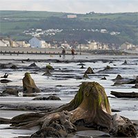 Khu rừng 4.500 năm tuổi phát lộ sau bão mạnh ở Wales