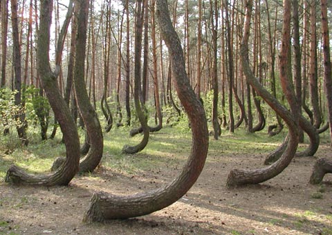 “Khu rừng cong” huyền bí ở Ba Lan