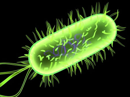 Khuẩn E.coli được mã hóa thông tin bí mật