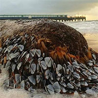 Khúc gỗ phủ đầy hà ngỗng quý hiếm trôi dạt vào bờ biển