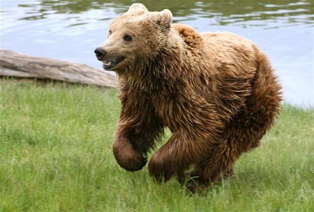 Khủng hoảng kinh tế cứu mạng gấu