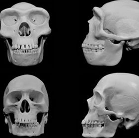 Khuôn mặt con người tiến hóa để tránh bị chấn thương