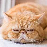 Khuôn mặt dễ thương - lợi thế hay bất lợi đối với loài mèo?