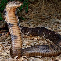 Kì bí rắn khổng lồ bảo vệ rừng Phong Nha - Kẻ Bàng