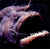 Kiểu sinh sản kỳ quặc của loài cá quỷ Anglerfish