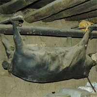 Kinh dị đặc sản lợn nguyên con treo trên trần nhà 30 năm và bốc mùi hôi thối