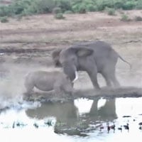 Kinh hãi cảnh voi điên lao đến húc văng tê giác vì lý do bất ngờ