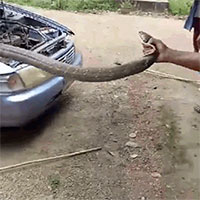 Kinh hoàng cảnh rắn hổ mang chúa dài 5m trốn trong động cơ ôtô
