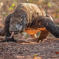 Kinh hoàng cảnh rồng Komodo ăn tươi nuốt sống dê núi trong tích tắc