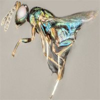 Kinh hoàng loài ong ký sinh kiểm soát và gặm nhấm cơ thể vật chủ