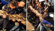 Kinh hoàng phát hiện con trăn dài 8 m trong khách sạn ở Bangkok