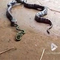 Kinh hoàng rắn oằn mình nôn ra rắn từ trong bụng