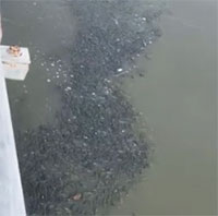 Kinh ngạc cảnh hàng ngàn con cá rô phi đen “xâm chiếm” mặt sông