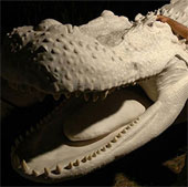 Kinh ngạc loài cá sấu dài bằng toa tàu, nặng chục tấn