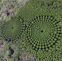 Kinh ngạc vòng tròn cây lạ lùng ở Nhật Bản, nghi của người ngoài hành tinh