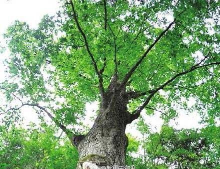 Kỳ lạ cây cổ thụ dự báo thời tiết chính xác 90% ở Trung Quốc