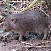 Kỳ lạ loại lợn nhỏ nhất thế giới tưởng chừng đã tuyệt chủng