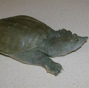 Kỳ lạ loài rùa thải nước tiểu qua miệng