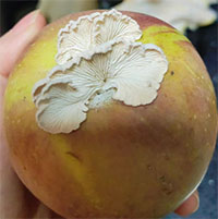 Kỳ lạ quả táo mọc nấm cực kỳ quý hiếm, được xem là thượng phẩm: Chuyên gia Trung Quốc 