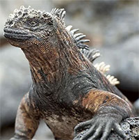 Kỳ nhông biển: Những con thằn lằn có vẻ ngoài giống như Godzilla