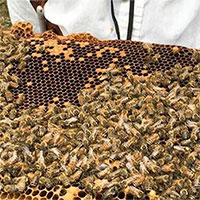 Kỹ thuật nuôi ong lấy mật 