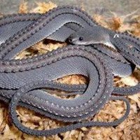 Lạ kỳ loài rắn có vảy cứng như rồng trong truyền thuyết