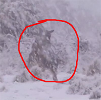 Lạ mắt cảnh tượng Kangaroo đánh nhau dưới mưa tuyết